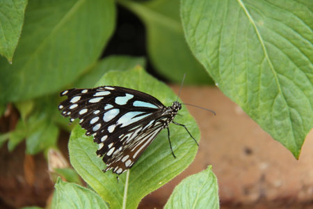 A Tropical Butterfly Resting on a Leaf.