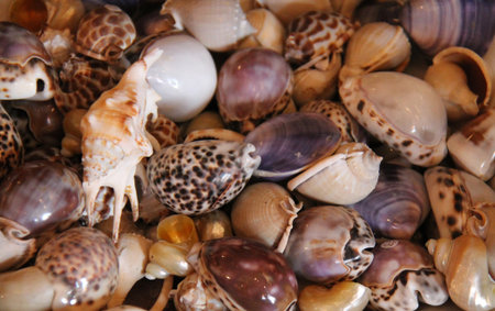 A Collection of Assorted Bright Sea Shells.