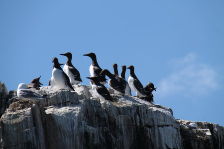 A Collection of Black Headed Gulls on a Coastal Cliff Top.の写真素材
