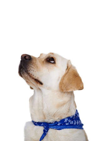 Beautiful golden labrador dog sitting looking up with beseeching eyes towards blank white copyspaceの写真素材