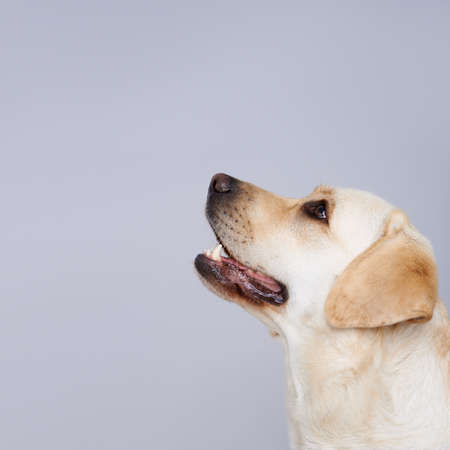 Side view portrait of the head of a golden labrador retriever looking up towards blank copyspace on a grey studio backgroundの写真素材