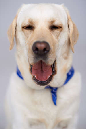 Head portrait of a beautiful golden labrador retriever having a yawn with its mouth openの写真素材