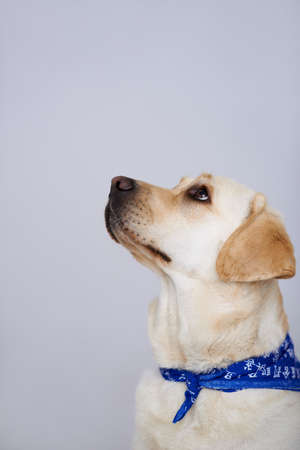Faithful golden labrador looking up watching its owner with loving eyes, studio portrait on grey with copyspace above the dog's headの写真素材