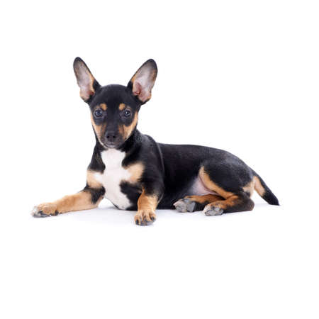 Young black coat puppy dog isolated on white backgroundの写真素材