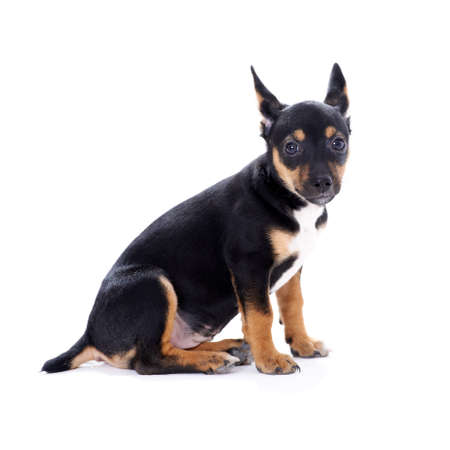 Young black coat puppy dog isolated on white backgroundの写真素材