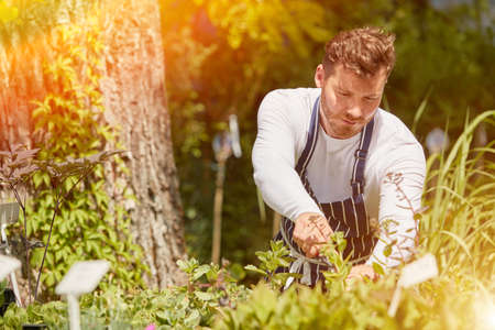 Horizontal outdoors shot of professional male gardener taking care and cutting the plants in the garden.の写真素材