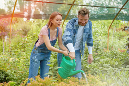 Male and female professional gardeners working together and watering flowers with pot in hothouse.の写真素材