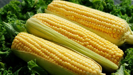 From above closeup green maize ears placed in green lettuce