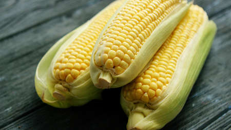 Closeup of uncooked raw corn cobs lying in small heap on surface of wooden table