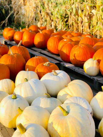 Huge pile of round, bright white and orange pumpkins for Halloween and Thanksgiving holidays.