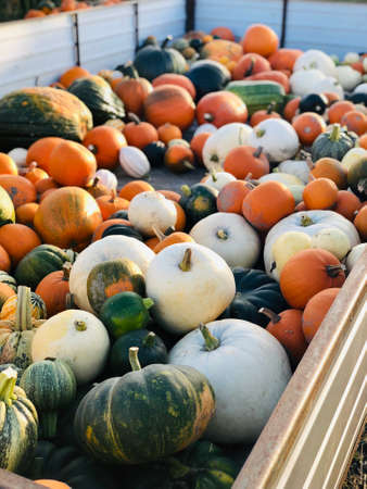 Colorful different kinds of pumpkins on a tractor trailer in the autumn farm house