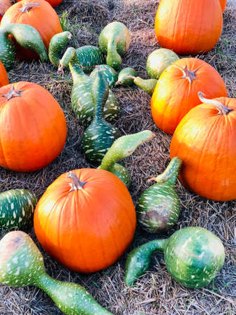 Top view of pile of multi colored pumpkins on the ground. Different kinds and flavours.の写真素材