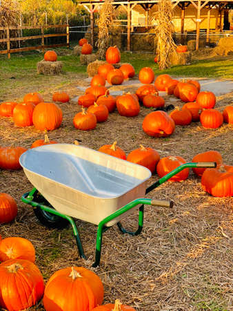 Empty Wheel Barrow with Fall pumpkins on a pumpkin patchの写真素材