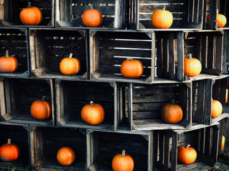 Composition of orange fresh pumpkins in wooden crates for Halloween Holidays