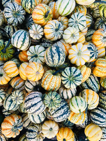 Huge pile of acorn squash pumpkins for Halloween and Thanksgiving holidays.の写真素材