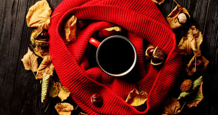 From above shot of dry autumn leaves and nice nuts lying on black lumber tabletop around red knitted scarf and mug of yummy hot drinkの写真素材