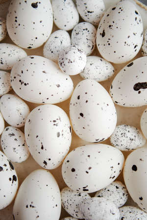 Close up composition of white traditional chicken and quail, black dotted Easter eggs. Selective focusの写真素材