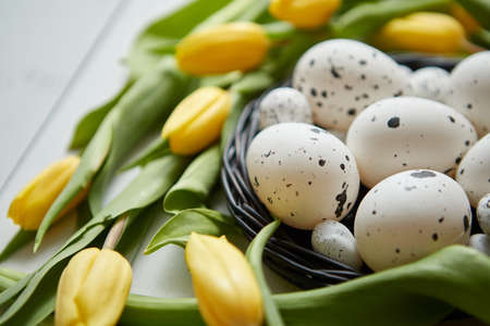 Beautiful yellow tulips with dotted quail and chicken eggs in nest on white wooden background....