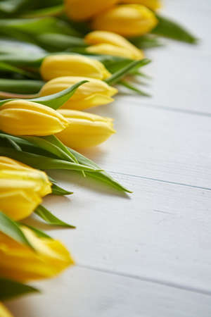 Row of fresh Yellow tulips on white wooden table. Top view, flat lay with space for you text.の写真素材