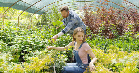 Horizontal indoors shot of man and woman doing horticulture job and taking care of plants in greenhouse.の写真素材