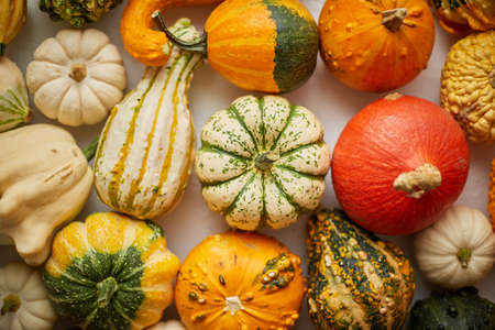 Colorful various kinds mini pumpkins on white background, top view, flat lay. Fall background. Halloween or Thanksgiving celebration composition.の写真素材