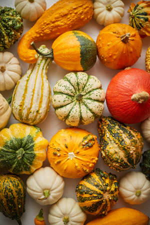 Colorful various kinds mini pumpkins on white background, top view, flat lay. Fall background. Halloween or Thanksgiving celebration composition.の写真素材