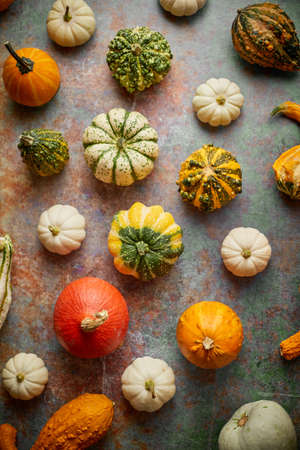 Various colorful mini pumpkins placed on rusty background. Creative Top view flat lay autumn...