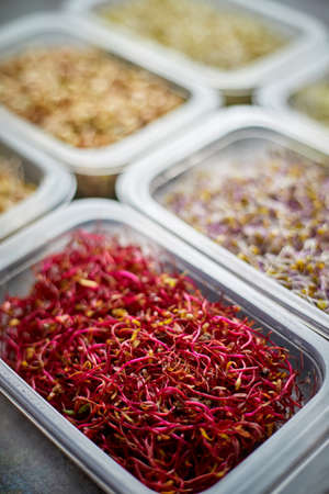 Set of containers with a varoius kinds micro green sprouts. Young shoots of onions, basil, peasの写真素材