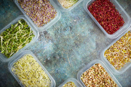 Set of containers with a varoius kinds micro green sprouts. Young shoots of onions, basil, peasの写真素材