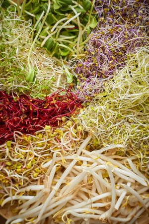 Vegetarian concept food. A set of different sprouted seeds for healthy eating on a wooden plateの写真素材