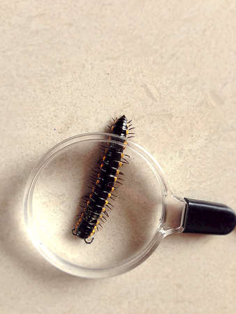 Magnifying on millipedeの素材