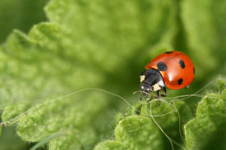Ladybird