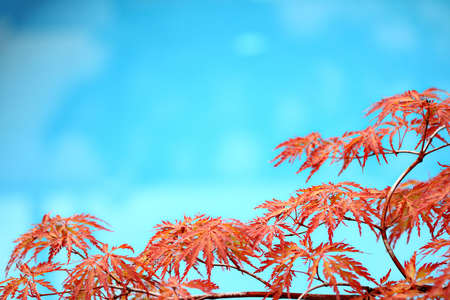 Acer japonicum and the poolの写真素材
