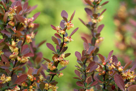 Berberis ottawensis superaの写真素材