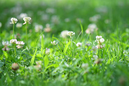 White clover on the meadowの写真素材