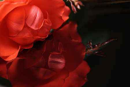 Red rose on the black piano. Reflexion