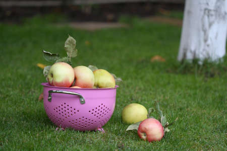 Apples in the pink strainer under the treeの写真素材