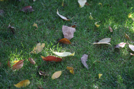 Red and yellow leaves on the green grassの写真素材
