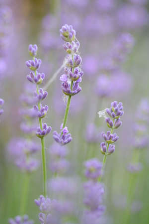 Web on a lavender. A summer meadowの写真素材