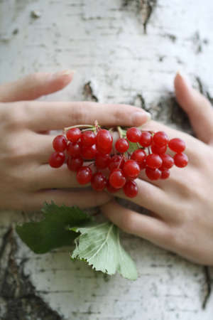 Woman's hands over tree trunk hold guelder-roseの写真素材
