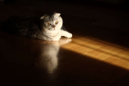 Portrait of the grey brown scottish fold catの写真素材