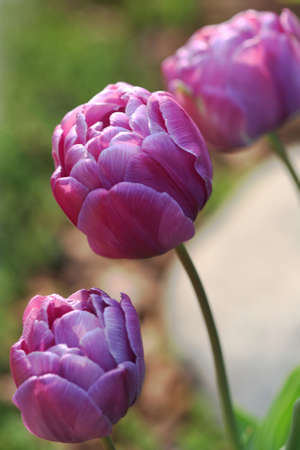 Tulipsの写真素材