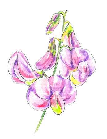 Sweet Peas (lathyrus). Watercolour pencils and a watercolors drawingの写真素材