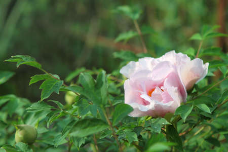Paeonia sufruticosa in the garden after the rain の写真素材