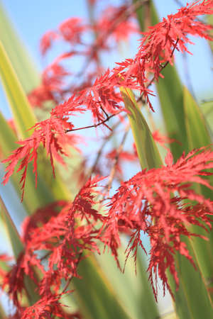 Acer japonicum and palm near the poolの写真素材