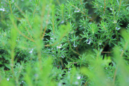 Needles Of A Fir-tree with rain drops. Close upの写真素材
