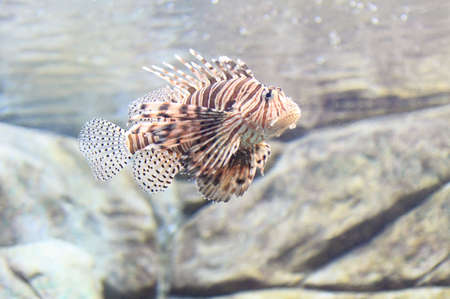 One dragon fish in the aquariumの写真素材