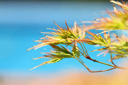 Acer japonicum in the garden in the summer dayの写真素材