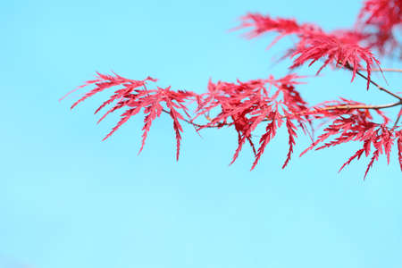 Acer japonicum in the garden in the summer dayPink and blueの写真素材