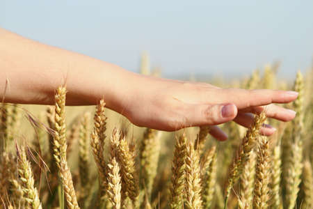 Girl running her hand through some wheat in a fieldの写真素材